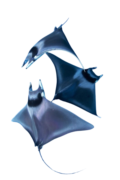 MantaRays